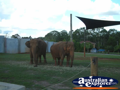 Australia Zoo Group of Elephants . . . VIEW ALL AUSTRALIA ZOO PHOTOGRAPHS