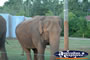 Australia Zoo Elephant Approaching Visitors . . . CLICK TO ENLARGE