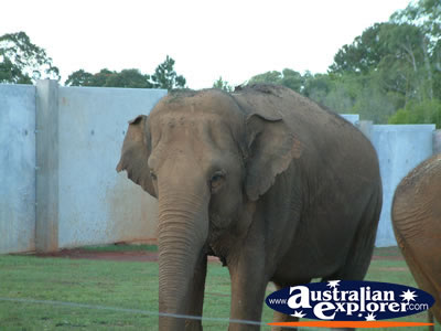 Australia Zoo Elephant . . . VIEW ALL AUSTRALIA ZOO PHOTOGRAPHS