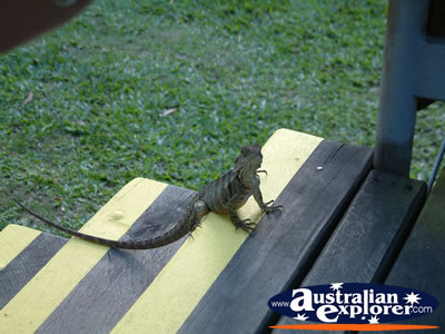 Australia Zoo Friendly Lizard . . . CLICK TO VIEW ALL AUSTRALIA ZOO POSTCARDS