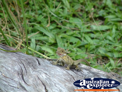 Australia Zoo Lizard . . . VIEW ALL AUSTRALIA ZOO PHOTOGRAPHS