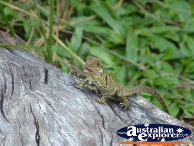 Lizard at Australia Zoo . . . VIEW ALL AUSTRALIA ZOO PHOTOGRAPHS