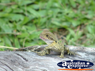 Australia Zoo Lizard Close Up . . . CLICK TO VIEW ALL AUSTRALIA ZOO POSTCARDS