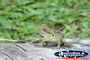 Australia Zoo Lizard Close Up . . . CLICK TO ENLARGE