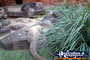 Australia Zoo Komodo Dragon . . . CLICK TO ENLARGE