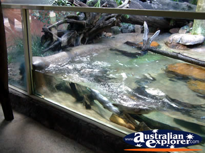 Australia Zoo Otters Tank . . . VIEW ALL AUSTRALIA ZOO PHOTOGRAPHS