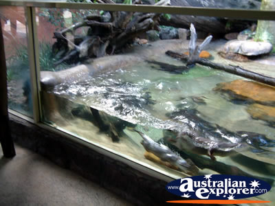 Australia Zoo Otters . . . VIEW ALL AUSTRALIA ZOO PHOTOGRAPHS