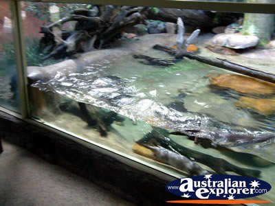 Australia Zoo Otters Swimming . . . VIEW ALL AUSTRALIA ZOO PHOTOGRAPHS