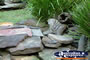 Australia Zoo Skinks . . . CLICK TO ENLARGE