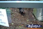 Tasmanian Devil at Australia Zoo . . . CLICK TO ENLARGE