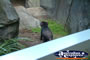 Australia Zoo Tasmanian Devil in Enclosure . . . CLICK TO ENLARGE