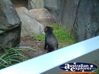 Australia Zoo Tasmanian Devil in Enclosure . . . CLICK TO ENLARGE