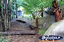 Australia Zoo Tasmanian Devil Enclosure . . . CLICK TO ENLARGE