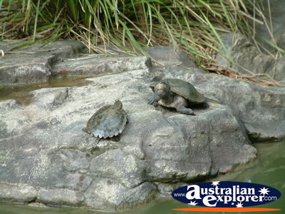 Australia Zoo Turtles On Rock . . . VIEW ALL AUSTRALIA ZOO PHOTOGRAPHS