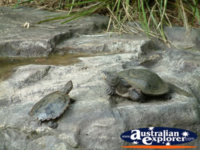Australia Zoo Turtles . . . VIEW ALL AUSTRALIA ZOO PHOTOGRAPHS