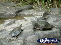 Australia Zoo Turtles . . . CLICK TO ENLARGE