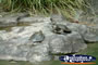 Australia Zoo Turtles On Rock . . . CLICK TO ENLARGE