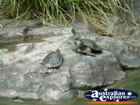 Australia Zoo Turtles On Rock . . . CLICK TO ENLARGE