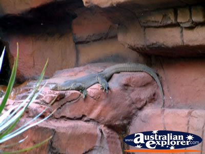 Australia Zoo Water Moniter . . . VIEW ALL AUSTRALIA ZOO PHOTOGRAPHS