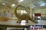 Winton Corfield & Fitzmaurice Centre Dinosaur Figurine