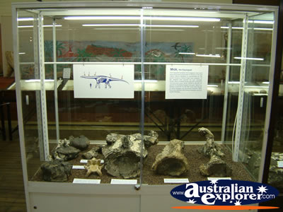 Winton Corfield & Fitzmaurice Centre Large Fossil Display . . . VIEW ALL WINTON PHOTOGRAPHS