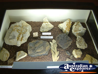 Rock and Fossil Display Winton Corfield & Fitzmaurice Centre . . . VIEW ALL WINTON PHOTOGRAPHS