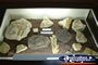 Rock and Fossil Display Winton Corfield & Fitzmaurice Centre