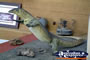 Winton Corfield & Fitzmaurice Centre Dinosaur Mini Display