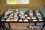Fossils at Winton Corfield & Fitzmaurice Centre