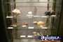 Winton Corfield & Fitzmaurice Centre Special Fossils