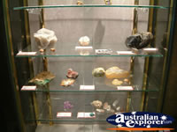 Winton Corfield & Fitzmaurice Centre Special Fossils . . . CLICK TO ENLARGE