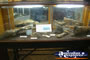 Winton Corfield & Fitzmaurice Centre Glass Fossil Cabinet