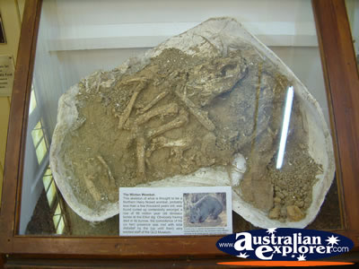 Winton Corfield & Fitzmaurice Centre Display of Fossils . . . VIEW ALL WINTON PHOTOGRAPHS