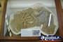Winton Corfield & Fitzmaurice Centre Display of Fossils