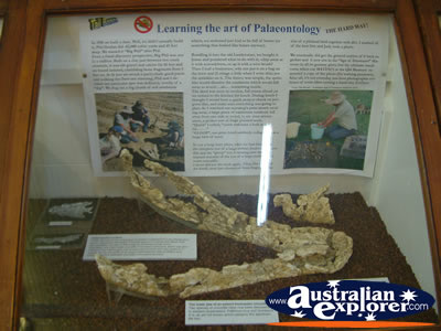 Fossil Display at Winton Corfield & Fitzmaurice Centre . . . VIEW ALL WINTON PHOTOGRAPHS
