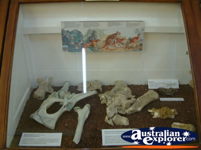 Winton Corfield & Fitzmaurice Centre Fossil Display . . . VIEW ALL WINTON PHOTOGRAPHS