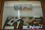 Winton Corfield & Fitzmaurice Centre Fossil Display