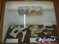 Winton Corfield & Fitzmaurice Centre Fossil Display . . . CLICK TO ENLARGE