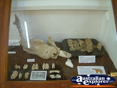 Winton Corfield & Fitzmaurice Centre Fossils . . . VIEW ALL WINTON PHOTOGRAPHS