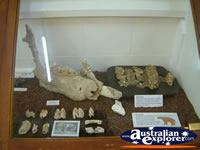 Winton Corfield & Fitzmaurice Centre Fossils . . . CLICK TO ENLARGE