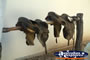 Winton Waltzing Matilda Centre Saddles