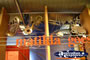 Musical Instrument Display at Winton Waltzing Matilda Centre