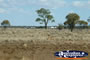 On the Road to Isisford . . . CLICK TO ENLARGE