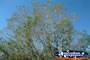 Longreach Corellas in tree