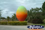 Bowen Big Mango . . . CLICK TO ENLARGE
