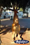 Camooweal Caravan Park . . . CLICK TO ENLARGE