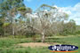 Gympie Gate Small Tree
