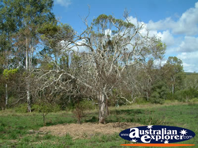 Small Tree at Gympie Gate . . . CLICK TO VIEW ALL GYMPIE POSTCARDS