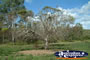 Small Tree at Gympie Gate