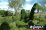 Bushes at Gympie Gate